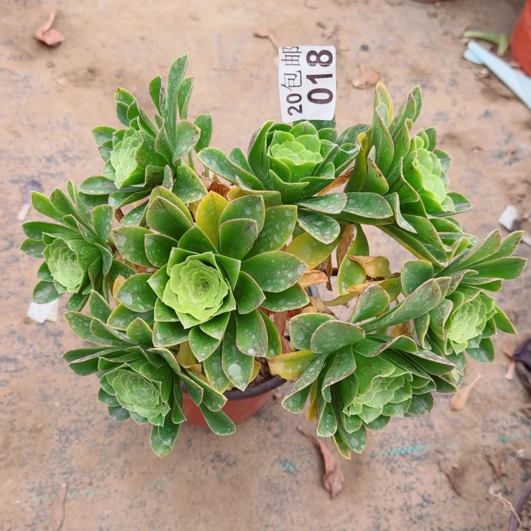 蓝色妖姬多肉018满20包邮断枝不包