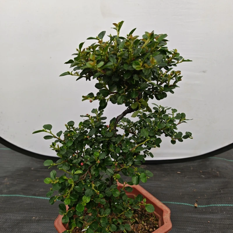 珍珠梅盆栽红花荀子造型S湾五层盆景耐寒耐热花卉好养活室内绿植