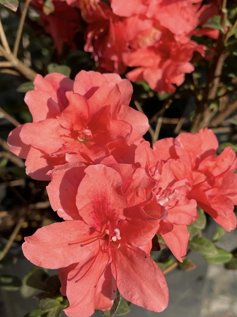 【2加仑公主】安酷杜鹃四季开花勤花品种适合阳台庭院种植可室内外