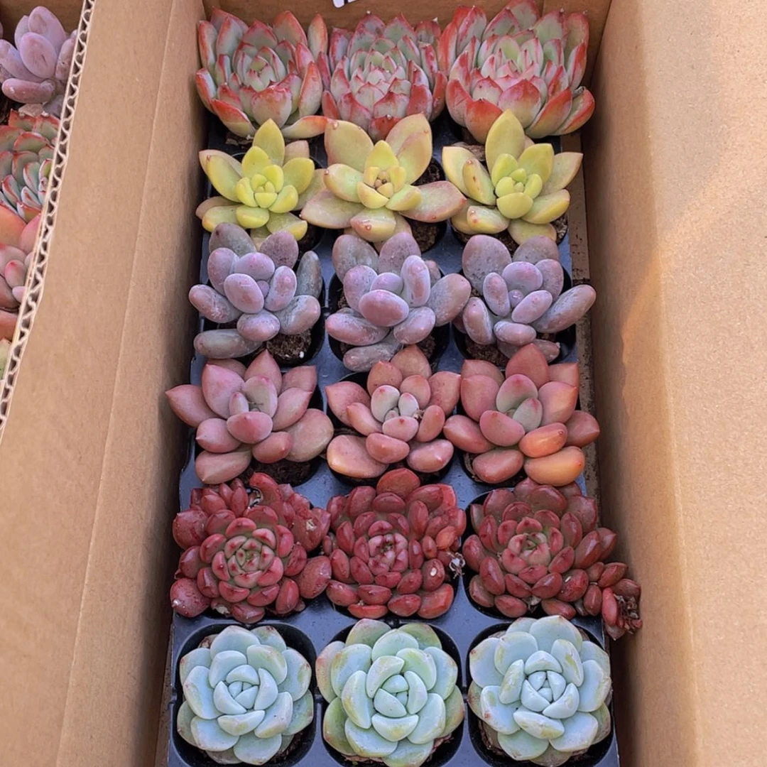 【闪购商品】18颗-155