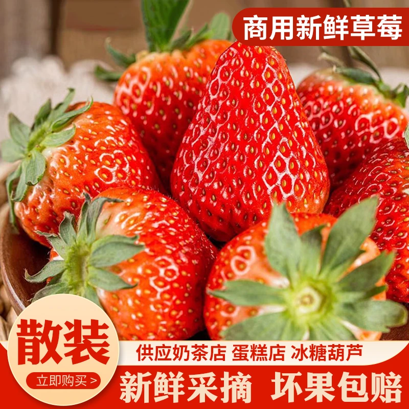 云南草莓新鲜四季大草莓商用散装网套基地直发茶饮现货烘焙烧仙草