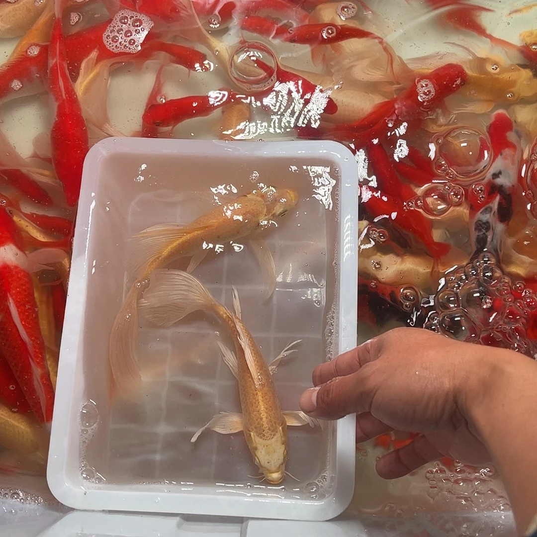 锦鲤包邮，包损，35