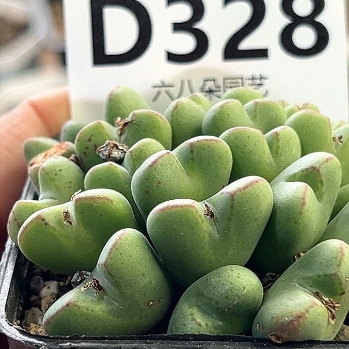 德*天减去快递费少将11111多肉