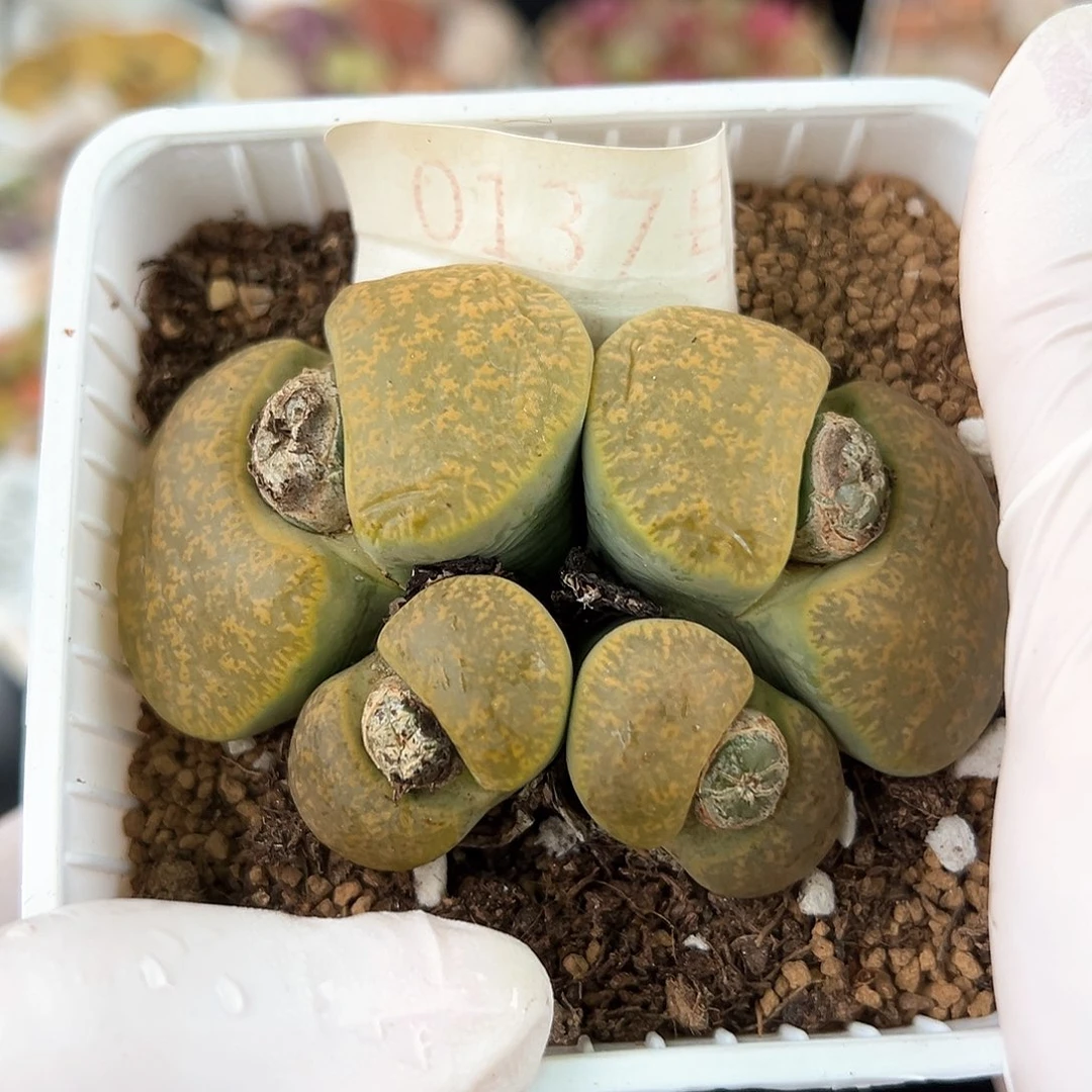 好养易活生石花大母本0137