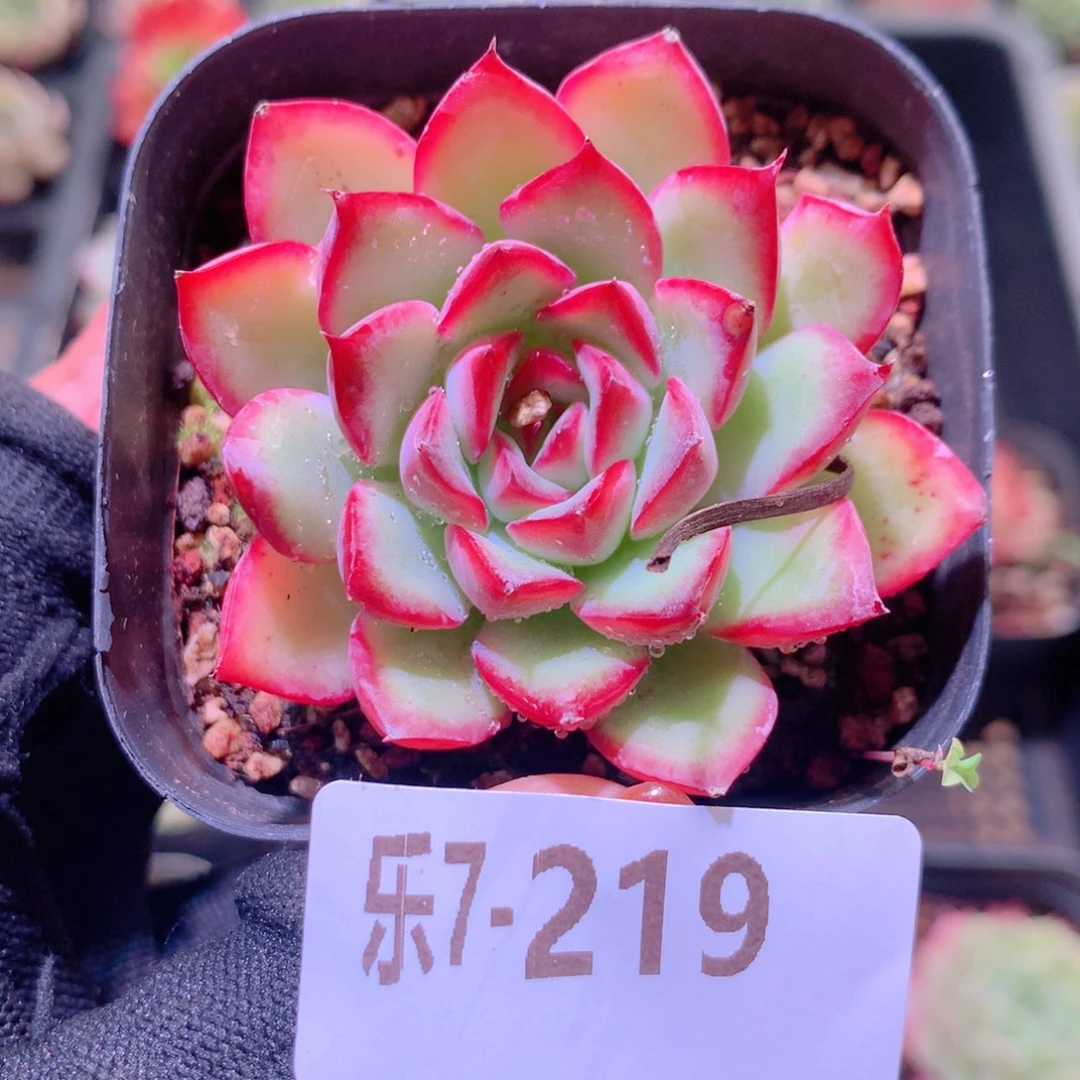 乐然7-219 荷花单头