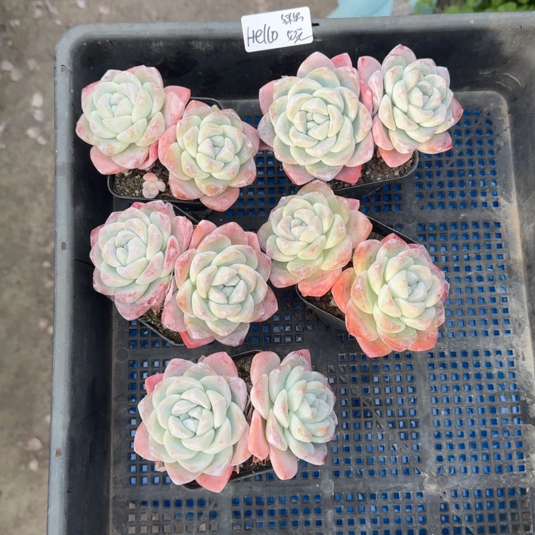 H****?HELL O冰玉5棵50元