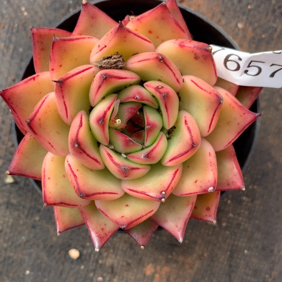 7657杂交精品基地7厘米