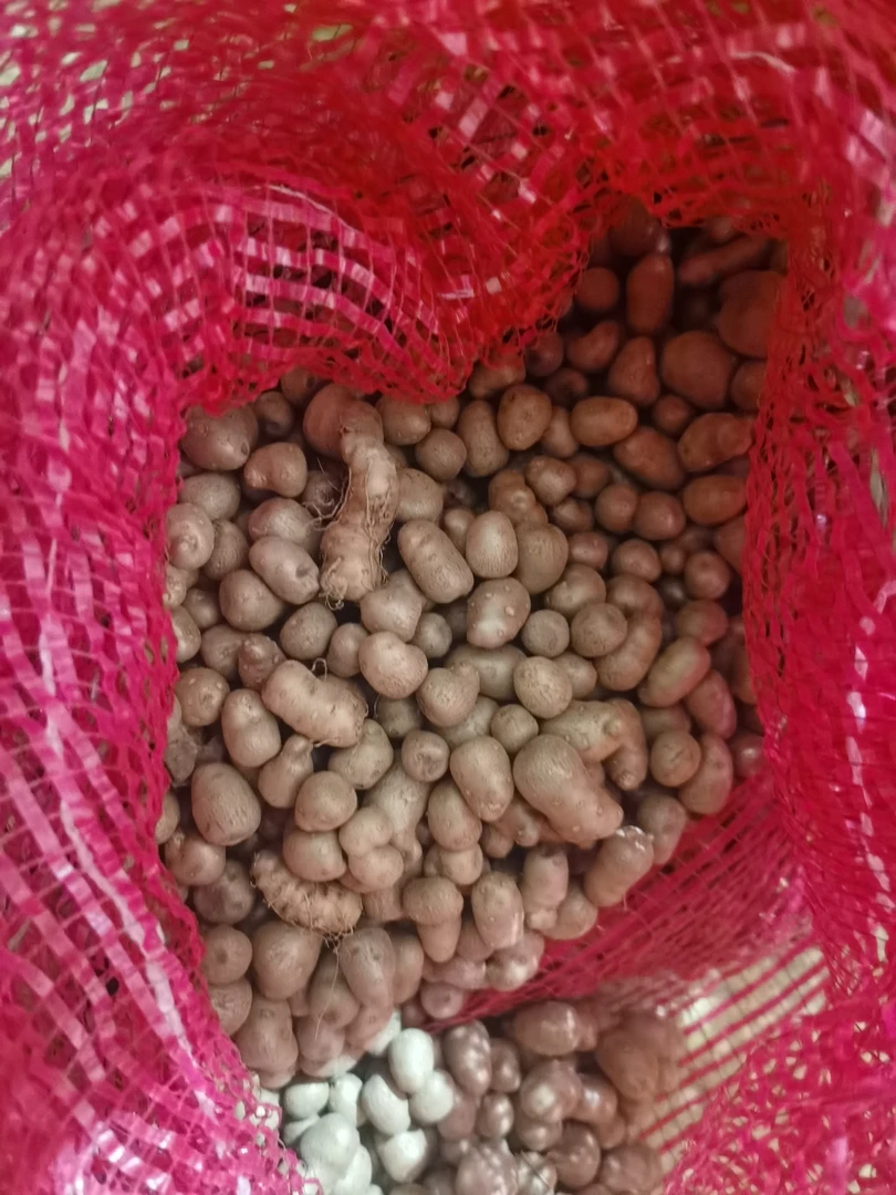 焦作铁棍新鲜山药豆