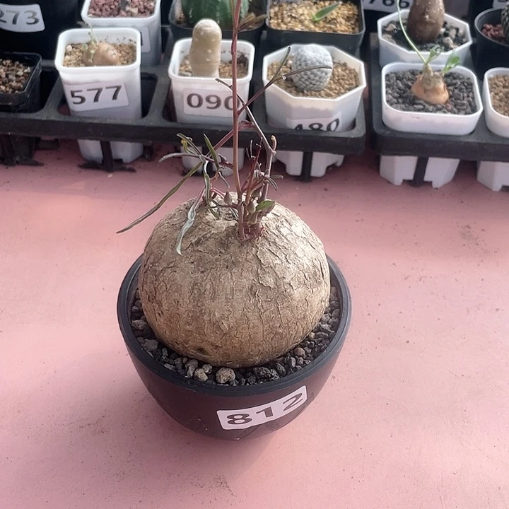 伸***爱812产地何苦牵牛块根