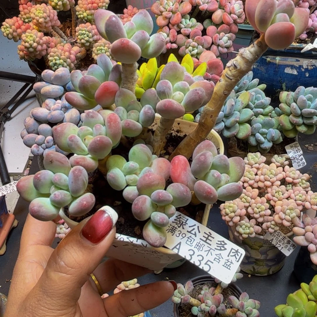 苹果奶酪335/10cm有砍