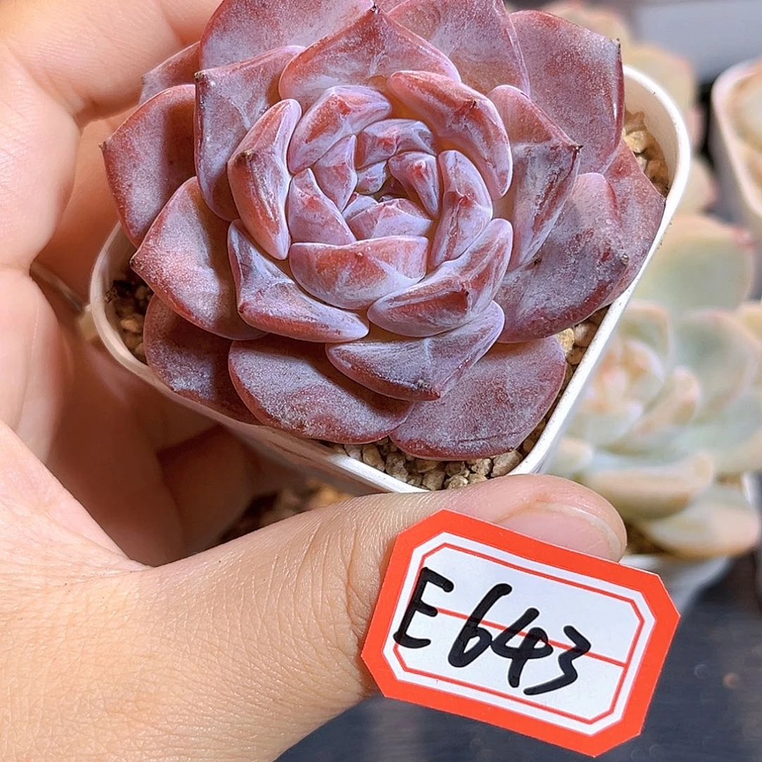 E643一物一拍 茹烟