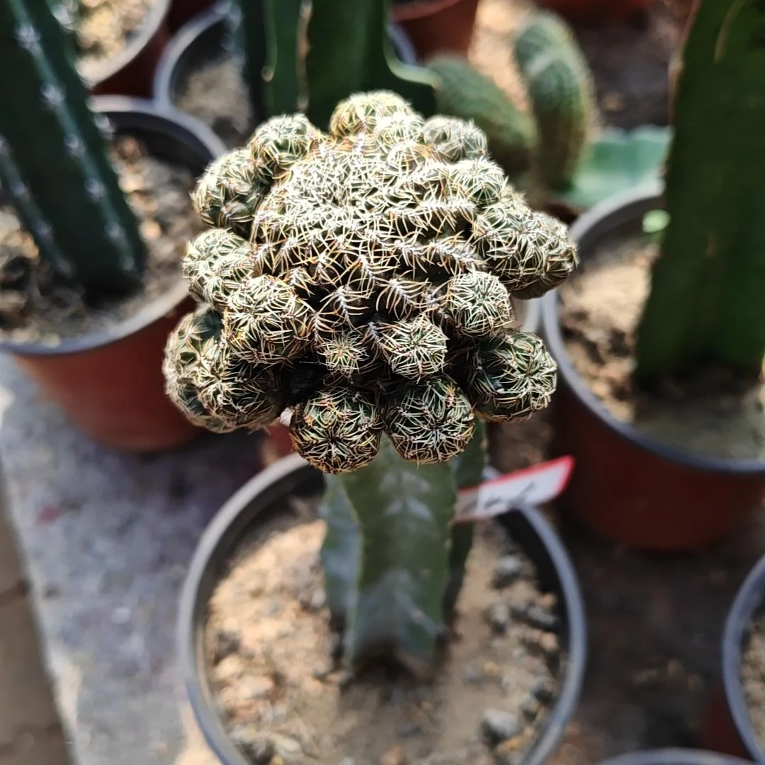 宝山深红群头龙神木嫁接146福