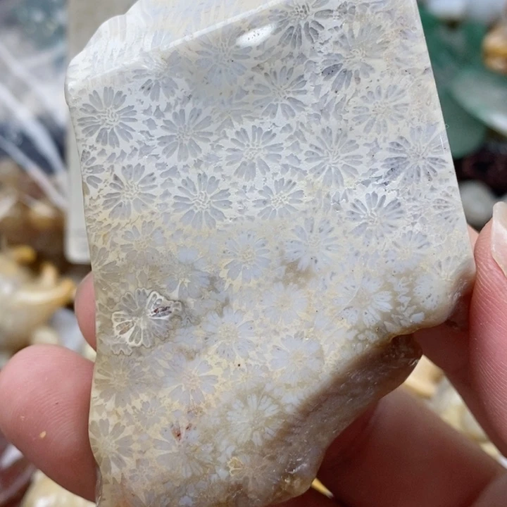 硅化珊瑚（珊瑚玉）未镶嵌颈饰霁*