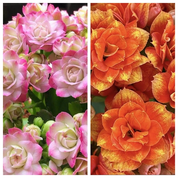 【璎珞8cm+银丝雀8cm】两盆重瓣长寿花