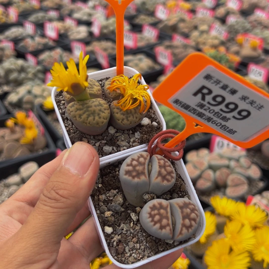 998.999 一物一拍，默认有伤，介意勿拍，不退不换