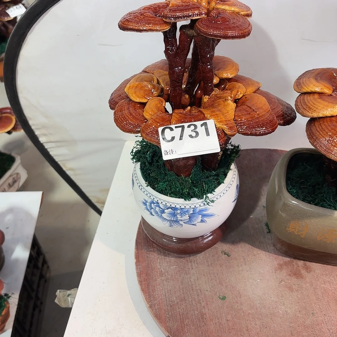 一***故无花朵灵芝888888888888888888