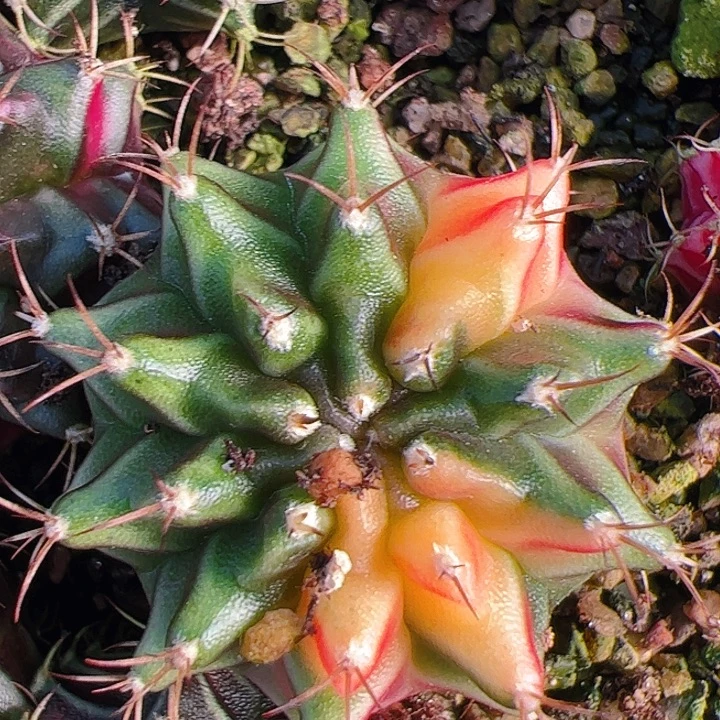 当前无花栽培后可以开花