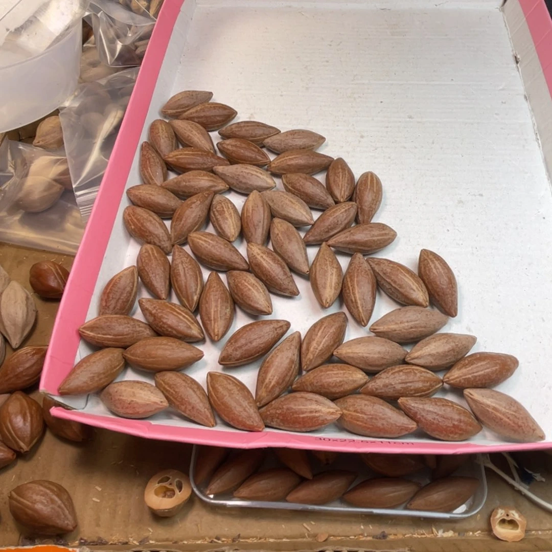 @***吖手串/手链橄榄核1