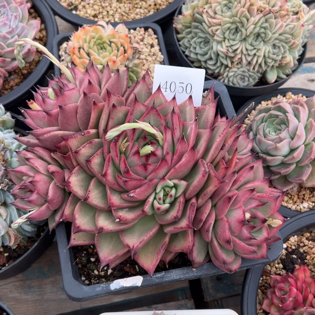 江**曲4050多肉多多多多多多