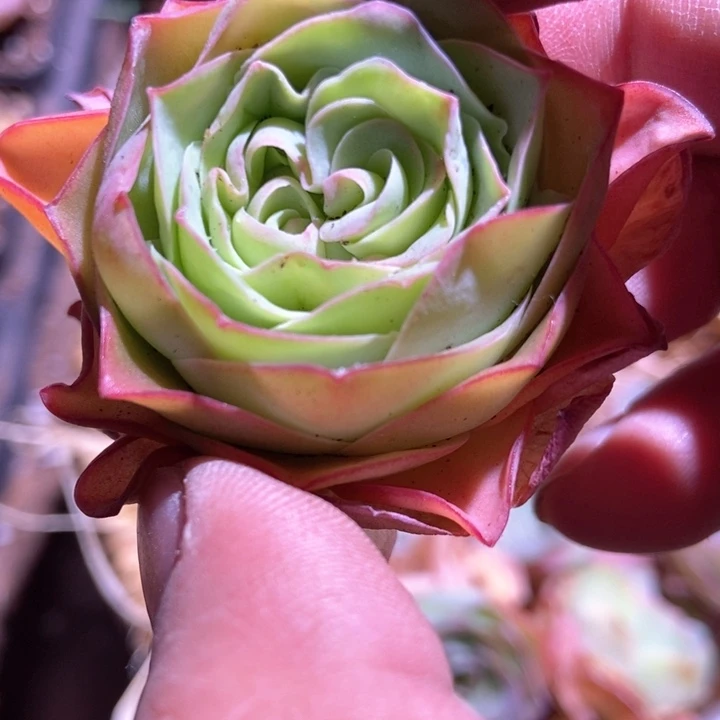 V****y3269山地玫瑰弹头