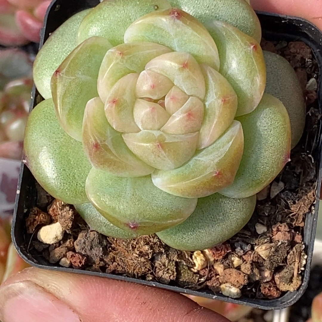 天官赐福百无禁忌