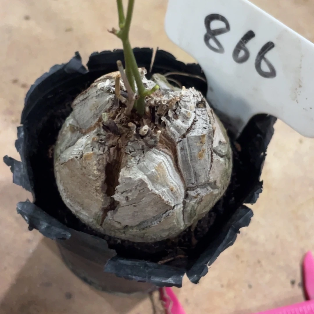 橘***。龟甲龙5公分，微斜边