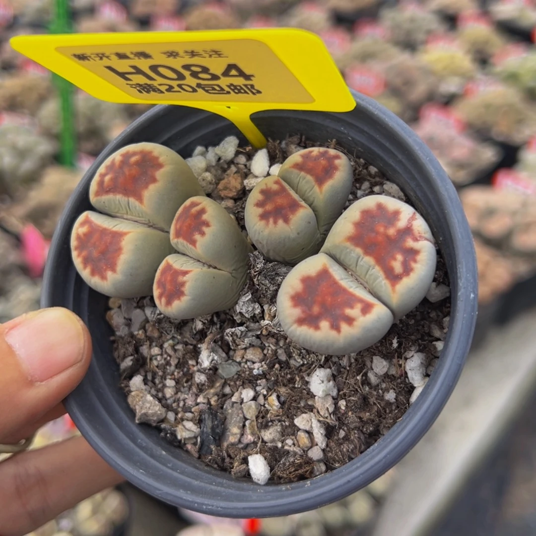 084 生石花大群生大群生