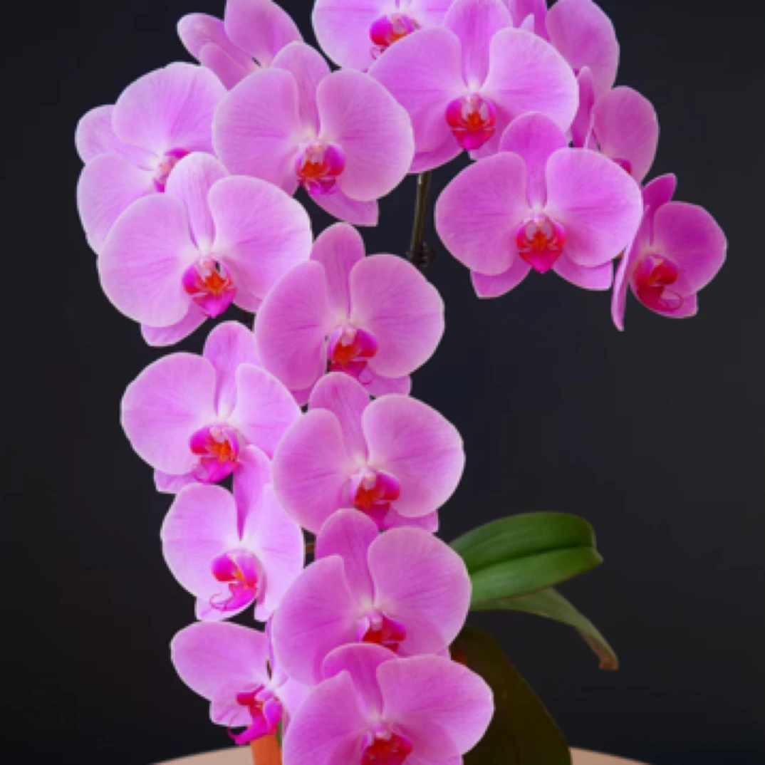 粉冠军3.5寸蝴蝶兰盆栽花苗