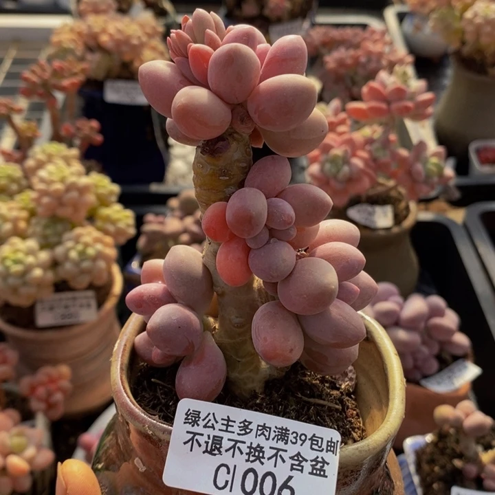 汤圆树1006多肉植物