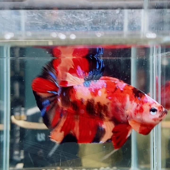 斗鱼黑248号巨斗将军