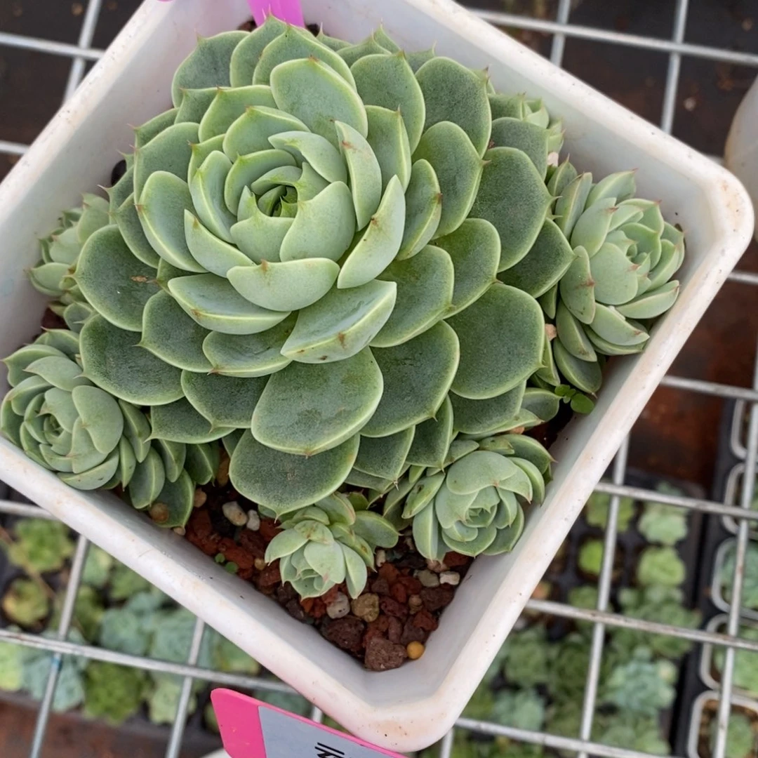 x087-直播福利 手捧