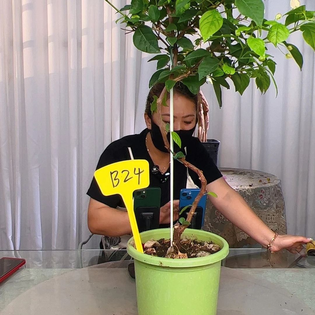 当前无花栽培后可以开花旭****尹B24红樱
