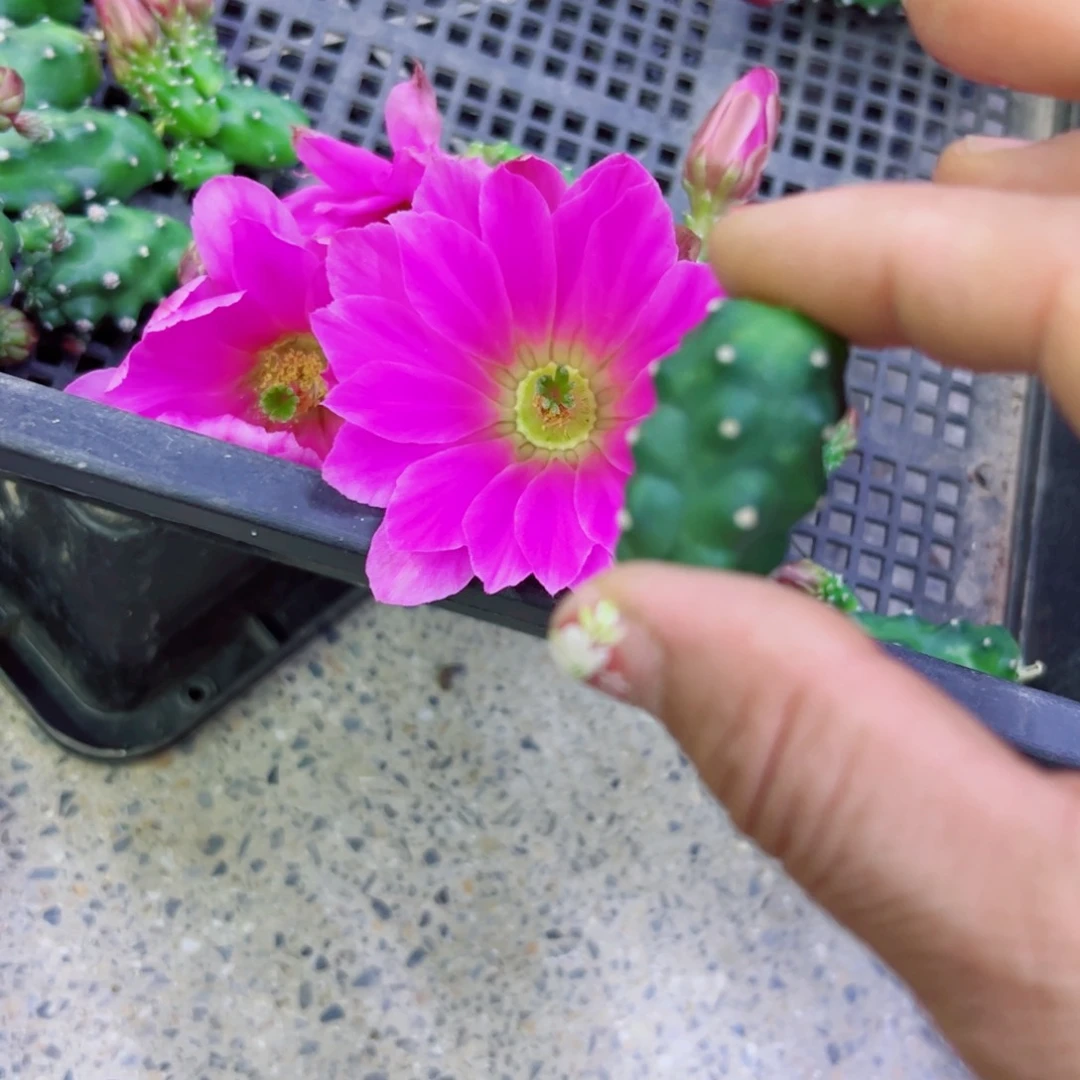 下4水仙情郎软2个无根小侧芽20包邮