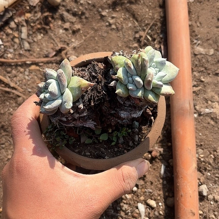 大*仙女杯多肉植物