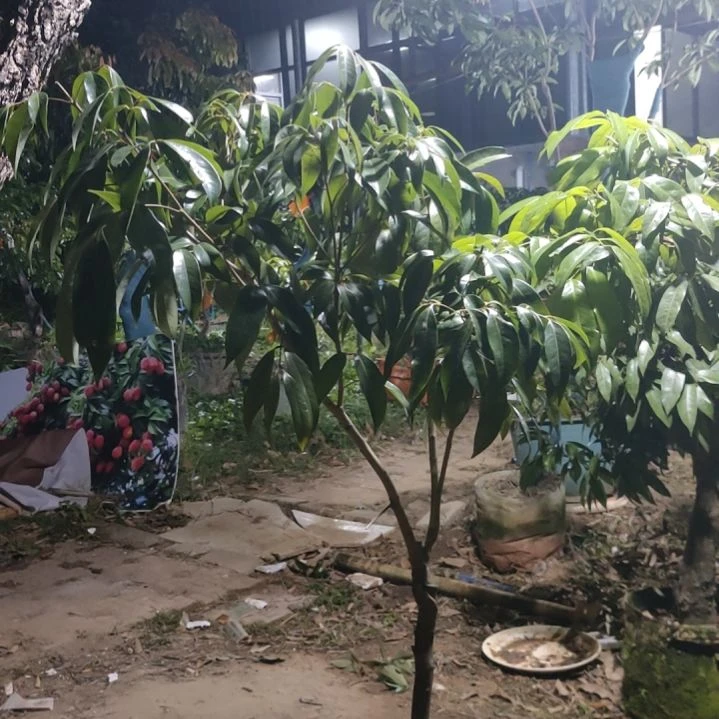 无花朵北园挂绿荔枝嫁接苗