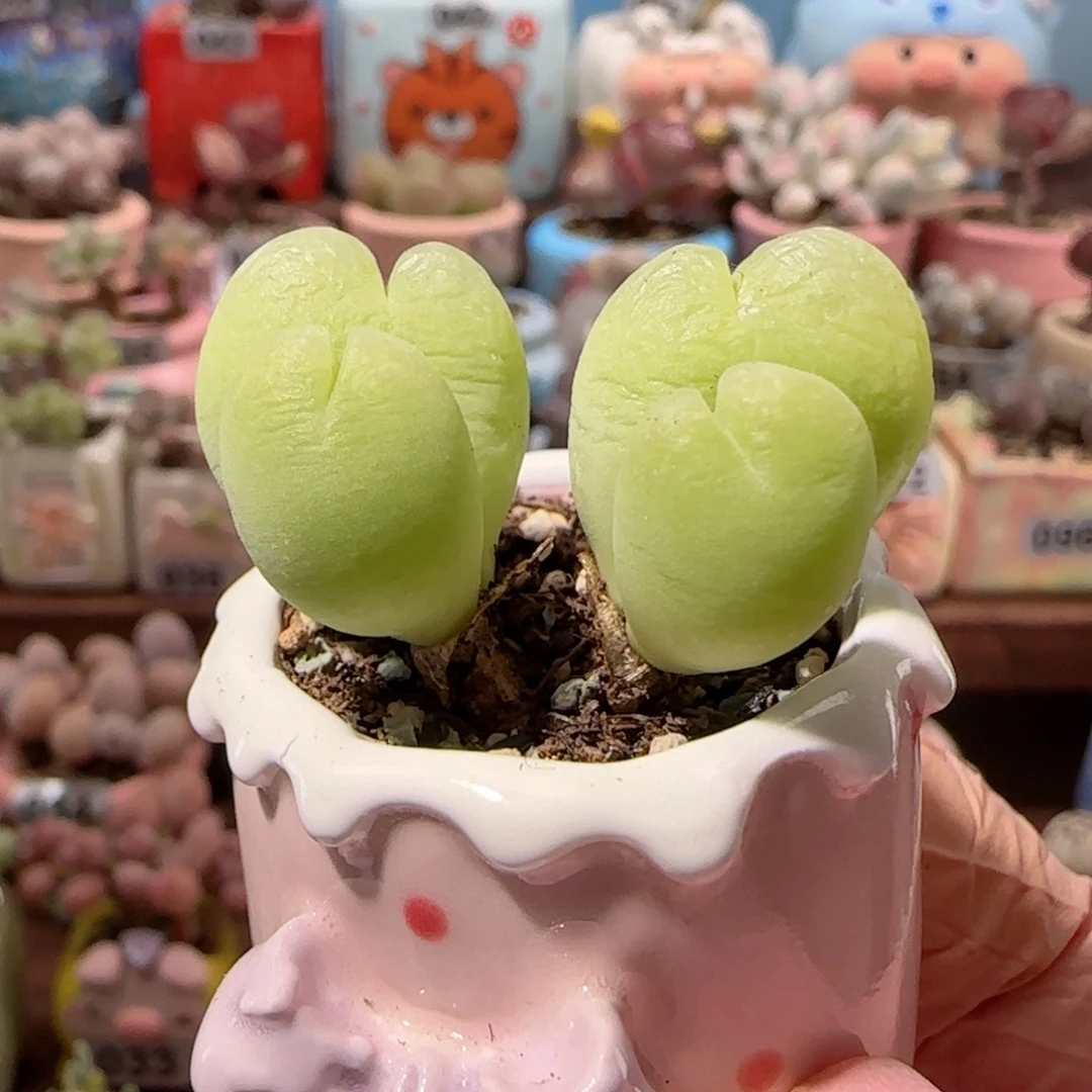 无毛版 双胞胎毛翠 盆口3cm