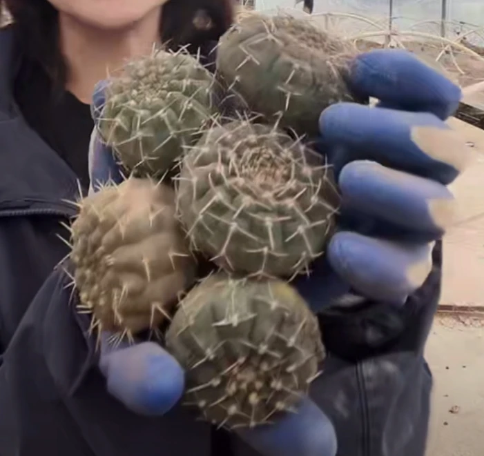 二妹园艺【  5颗   裸萼杂   实生根 大小搭配】默认脱土随机发货