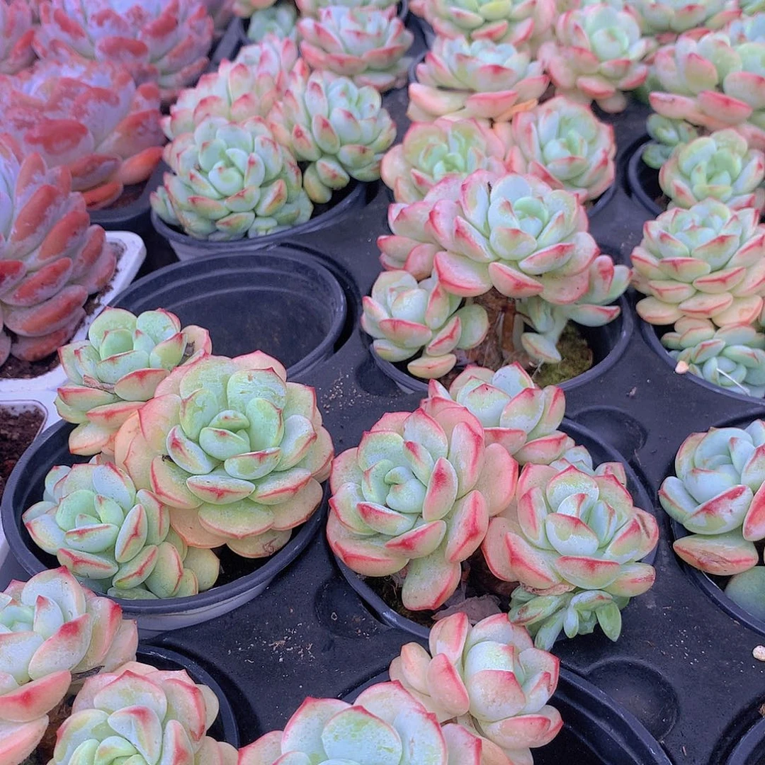 香草碧斯457899000000