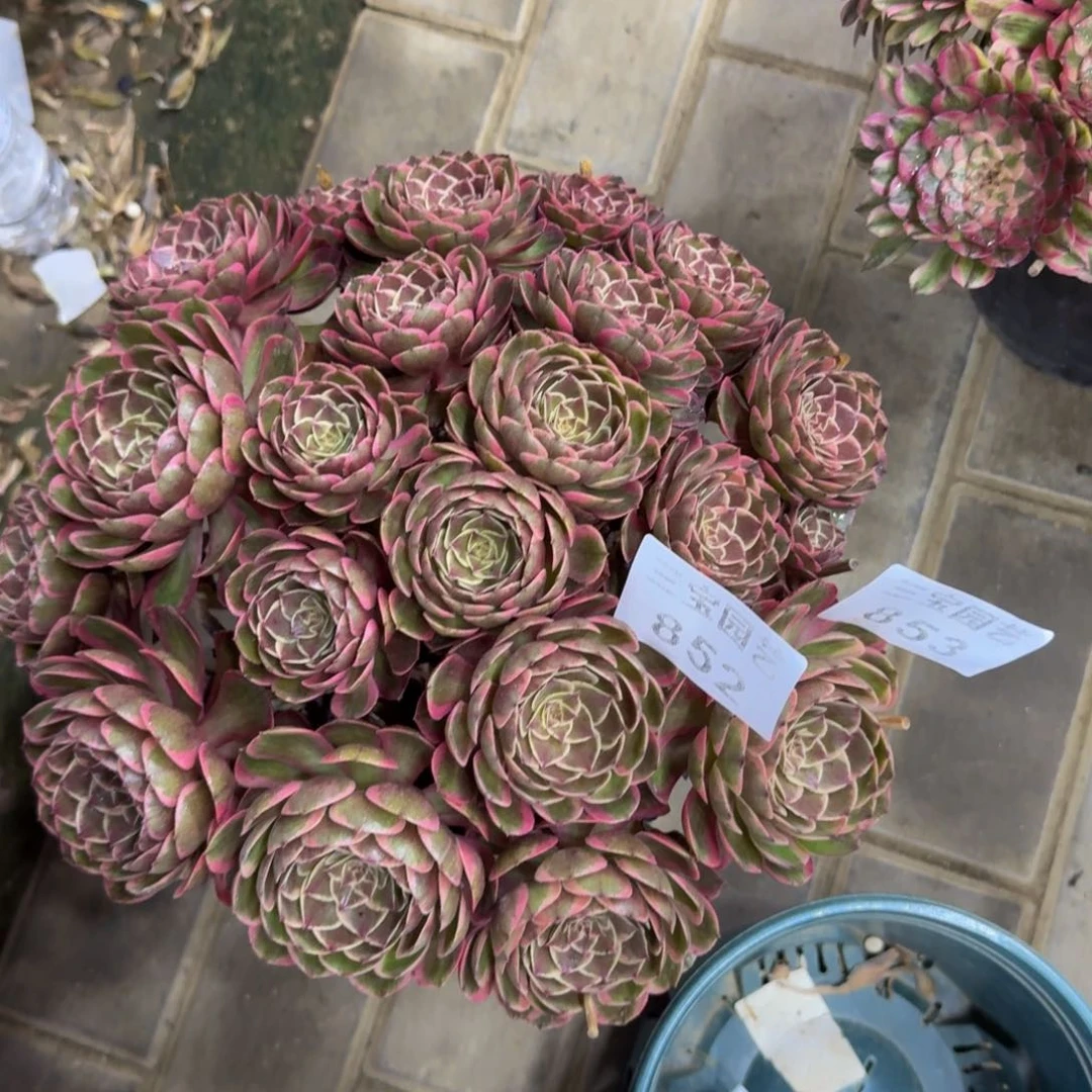 俩****子多肉植物852853粉花妖寄养