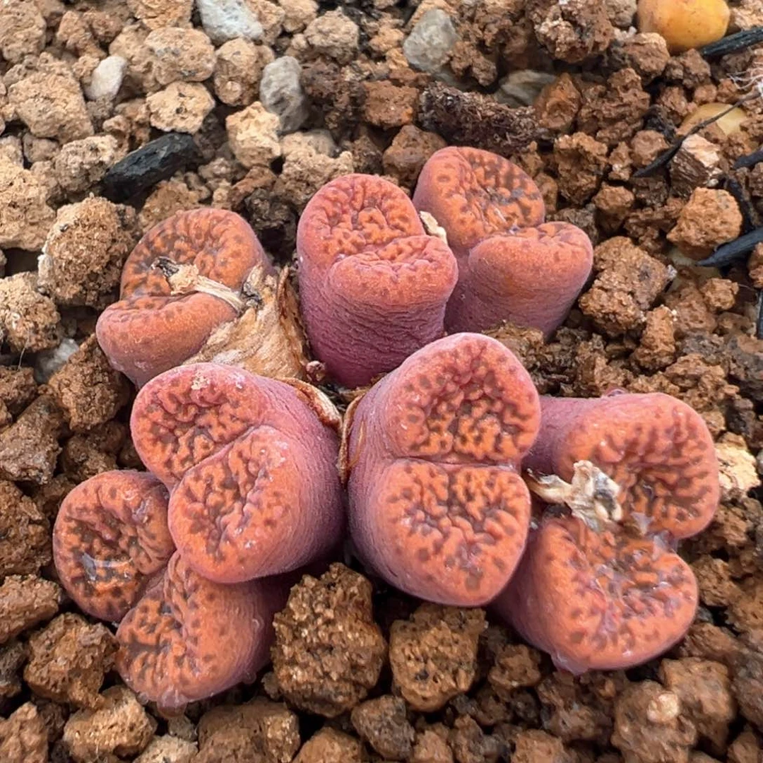 93多肉植物百科知识