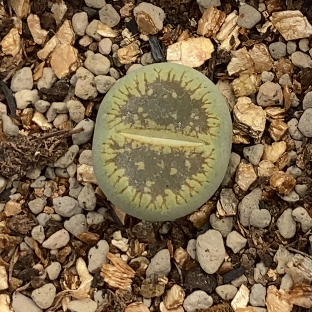 绿流水54a随机发一颗带盆土