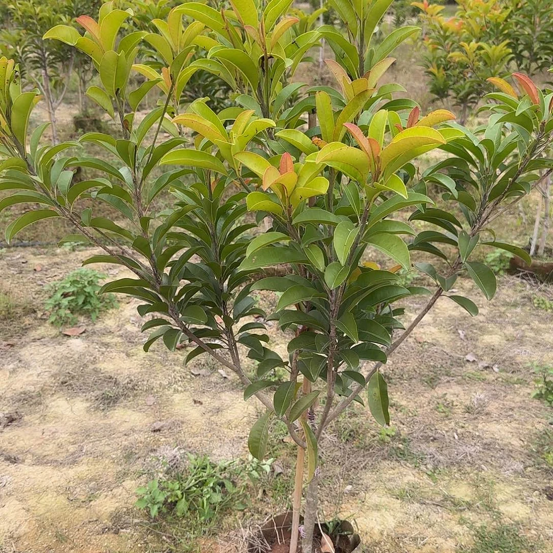 强***1当前无花栽培后可以开花越南