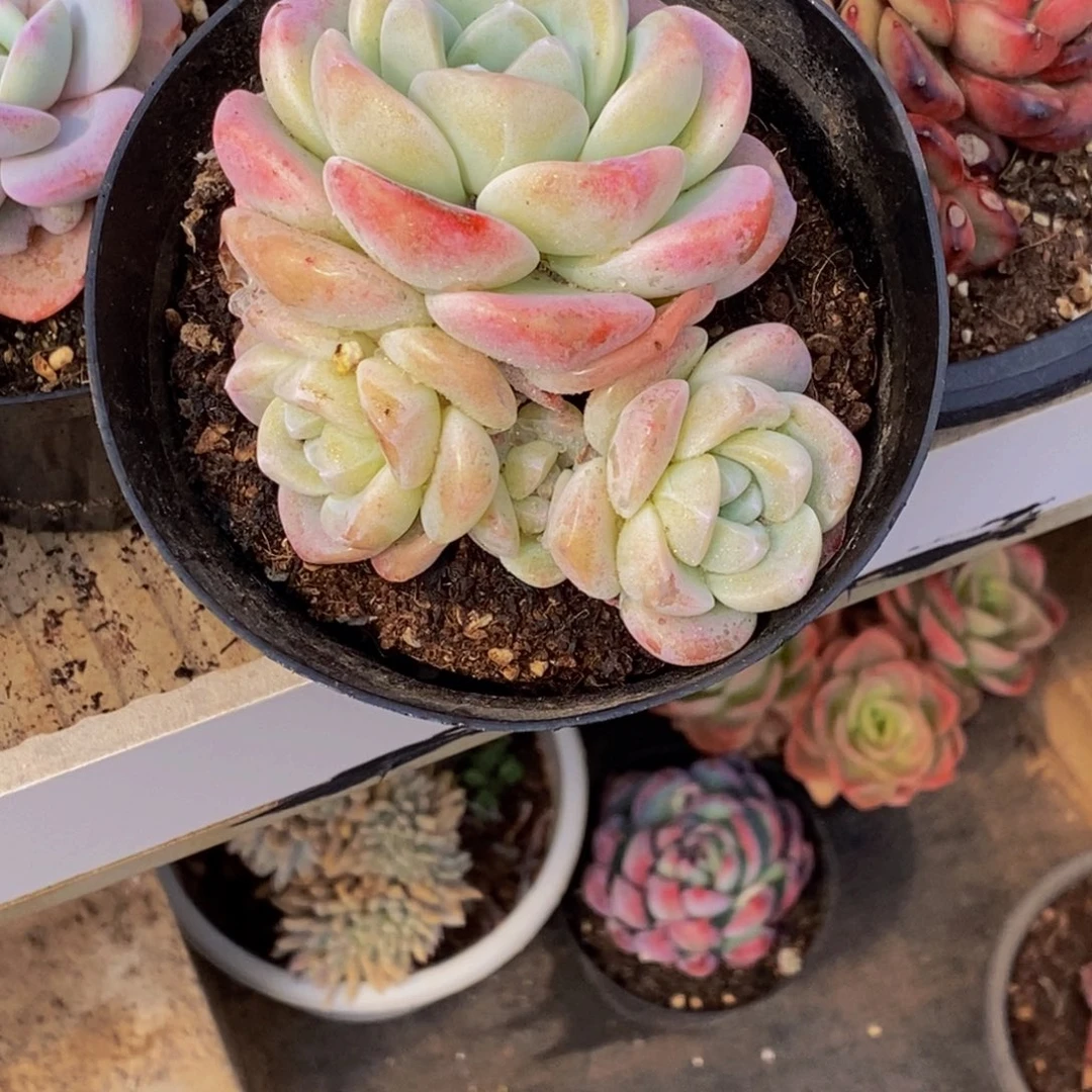 爱*霖多肉植物一物一拍