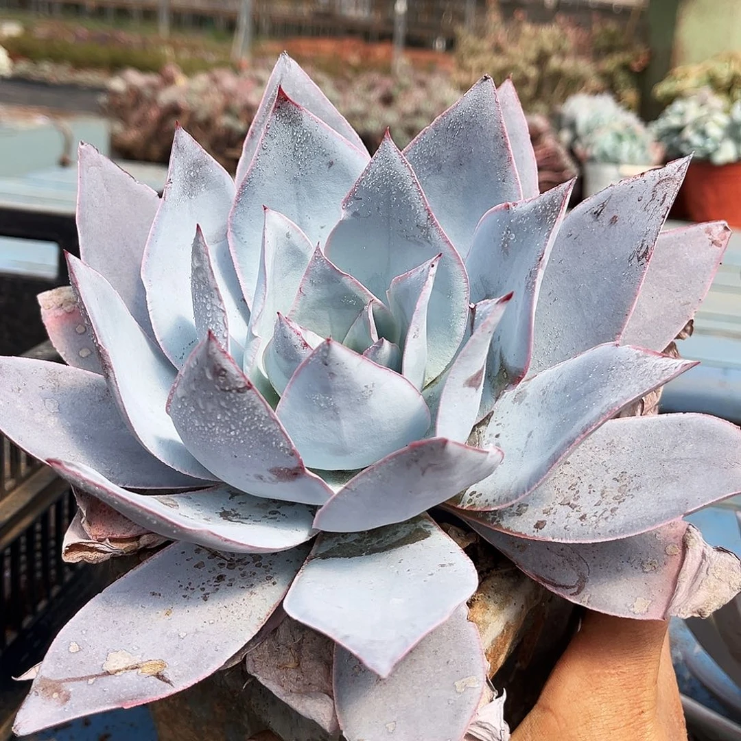 广寒宫10.99多肉植物