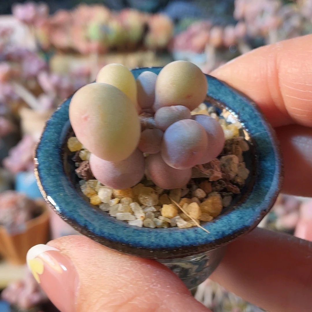 仙*✨多肉植物的生长发育与生长发育的