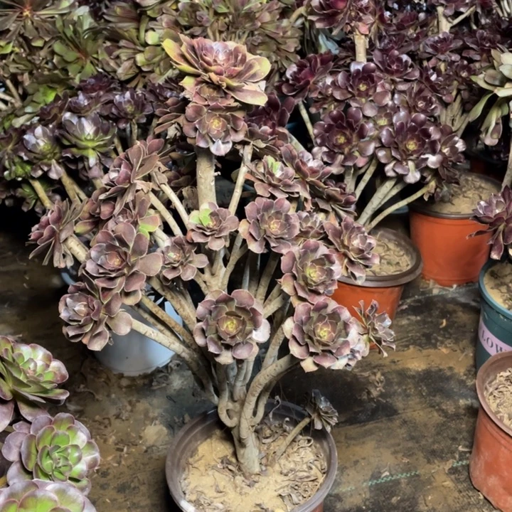 99灰法师多肉多肉植物