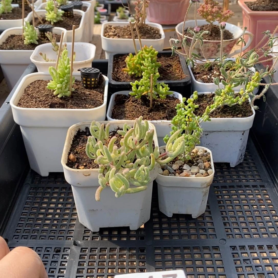 枝干番杏多肉植物317