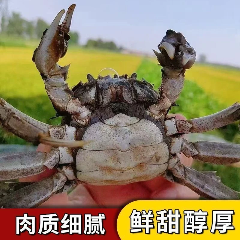 水牛赵精品螃蟹公母对半2斤装 每只1.3-1.8两 顺丰京东发货