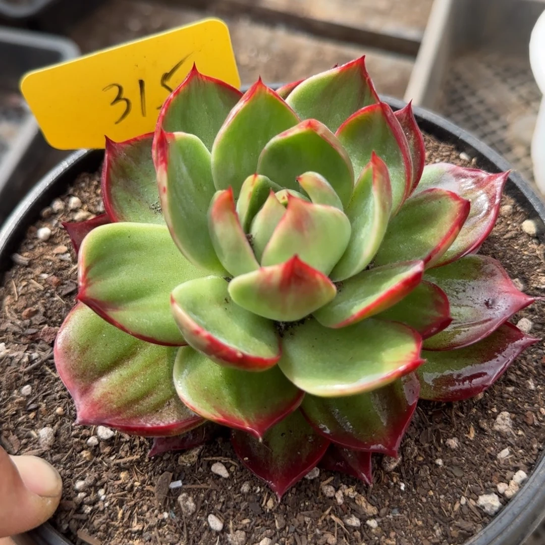 惊鸿一物一拍包装收缩花旱315