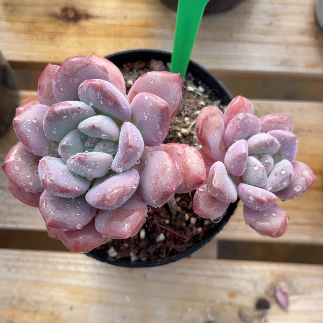 云尘多肉一物一拍882，